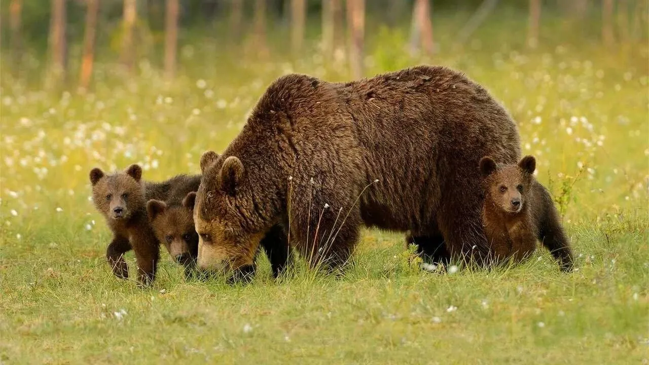 Основы формирования чёткого фокуса в изображениях, полученных с фотоловушки Suntek