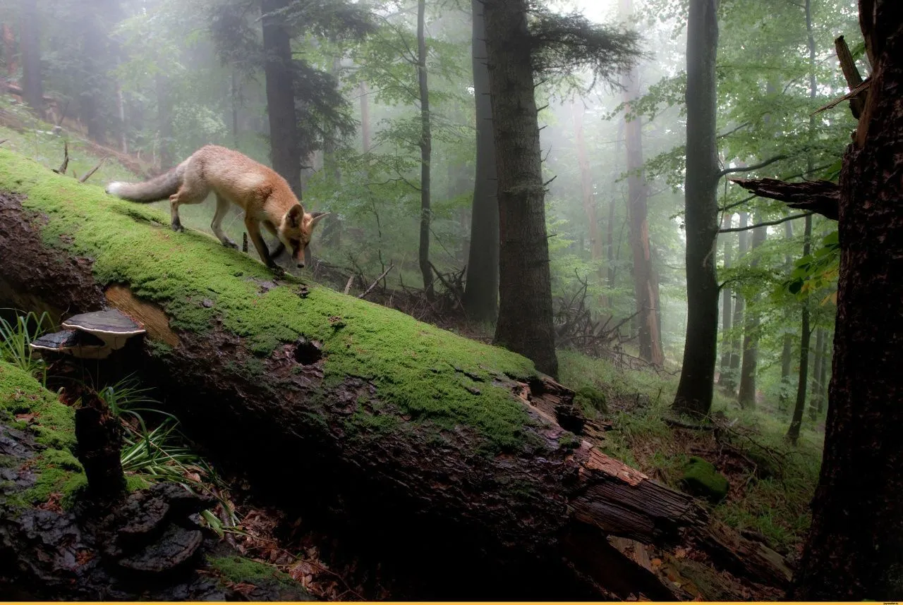 Изучение поведения животных с помощью технологии IR-фотовидеонаблюдения от Suntek
