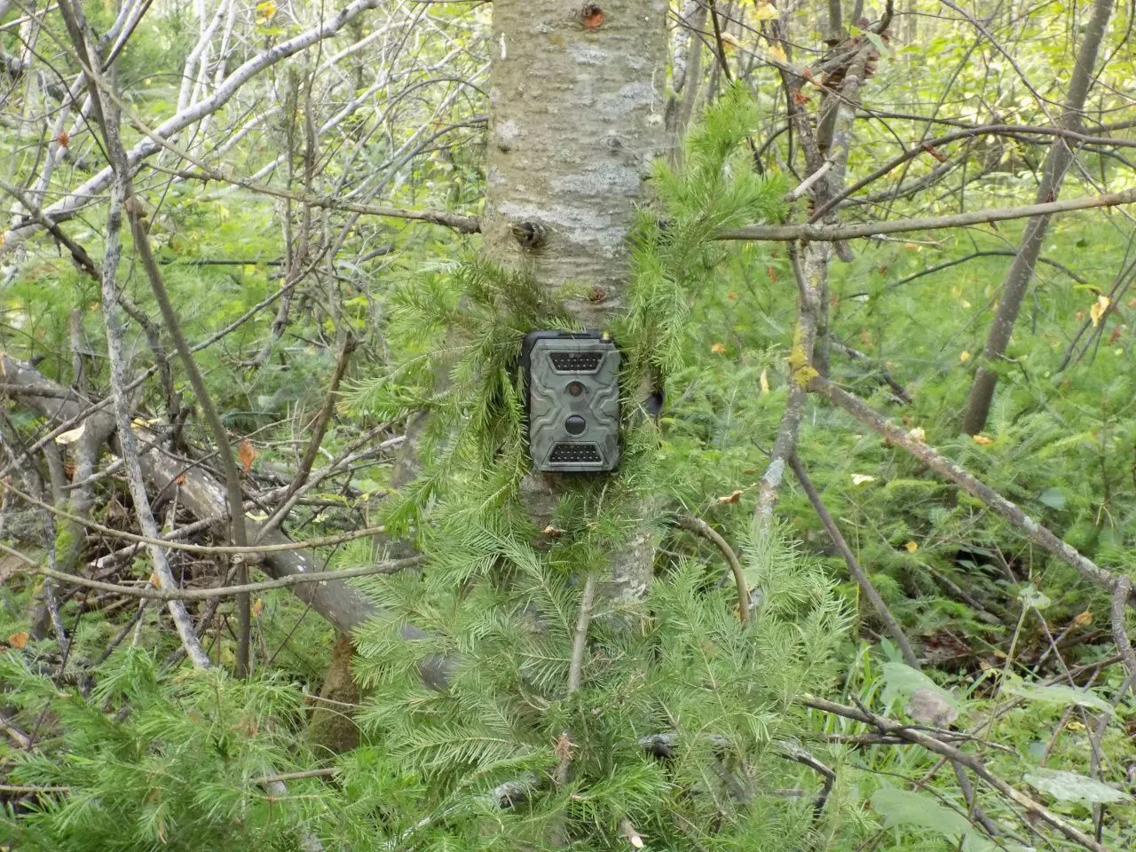 Методики улучшения сигнала связи в удалённых зонах для фотоловушек Suntek