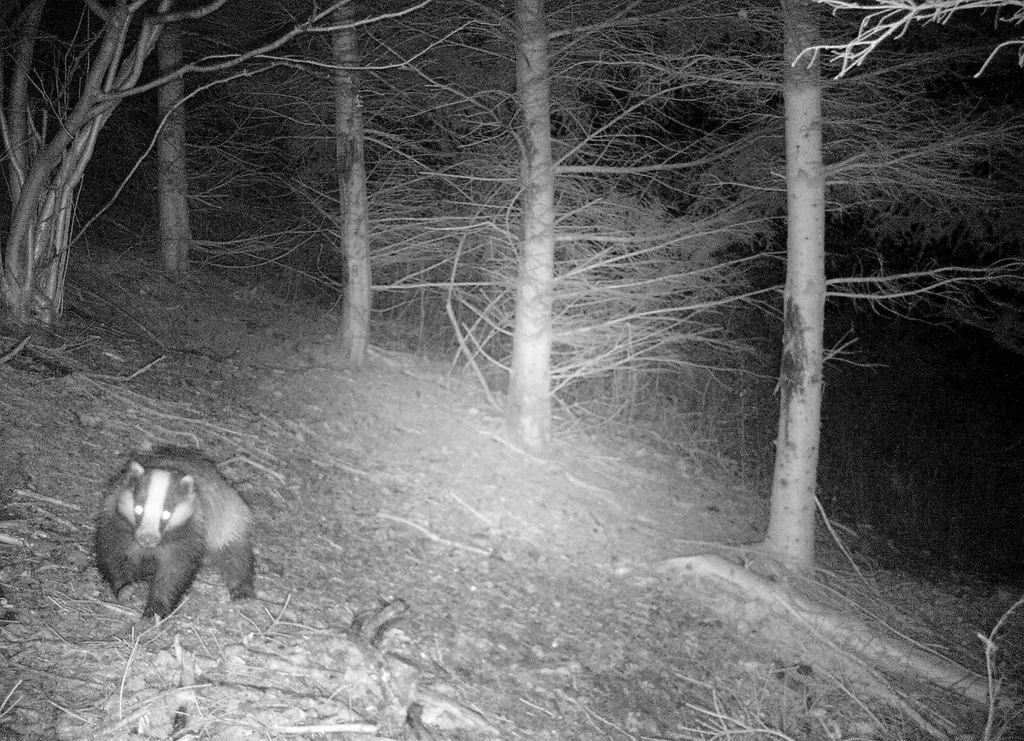 Важность высокочувствительной инфракрасной подсветки в работе фотоловушки Suntek