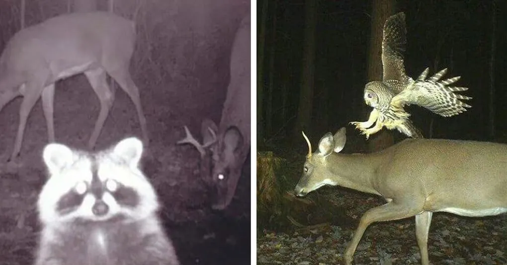 Реалистичность и детализация фотоснимков с фотоловушки Suntek