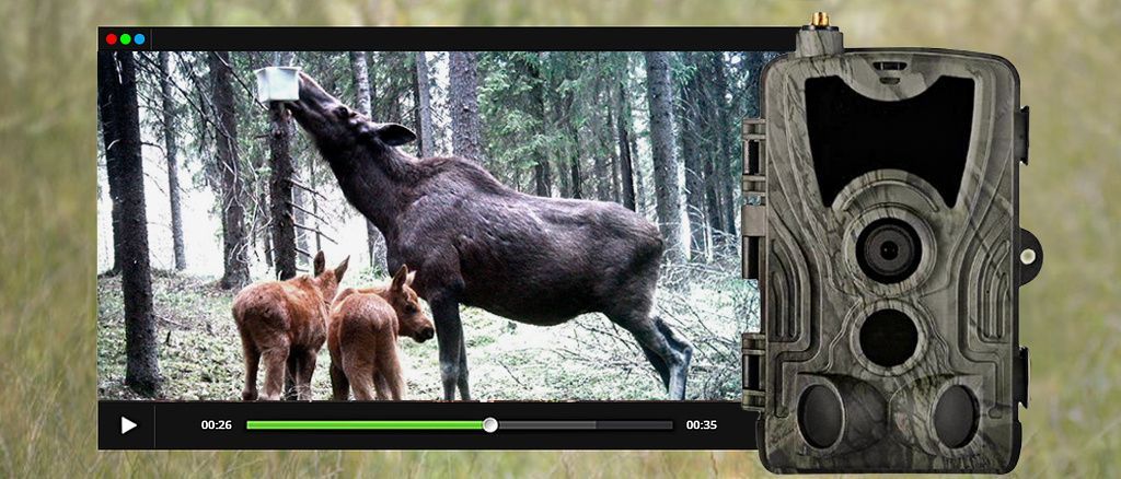 Почему качество изображения фотоловушки Suntek выгодно отличается от конкурентов?