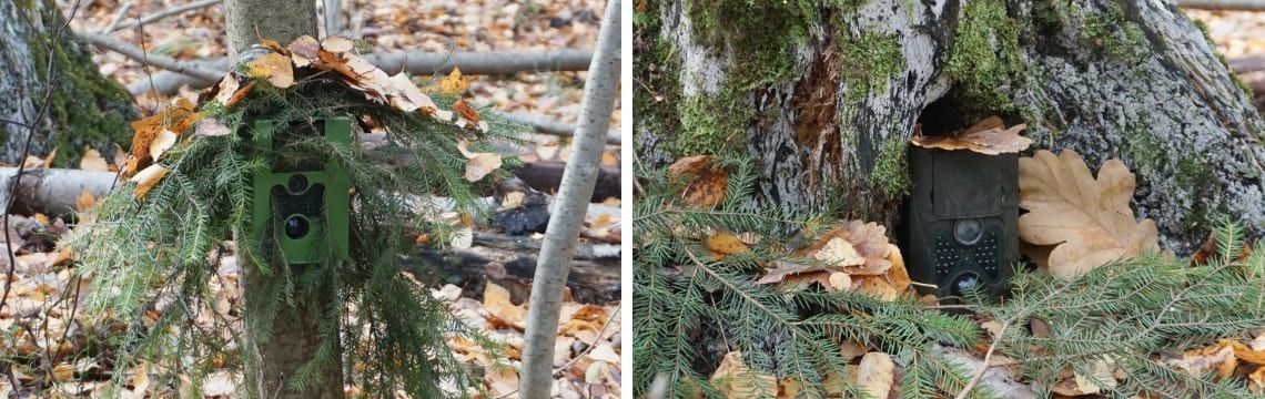 Особенности правильной маскировки фотоловушки Suntek в различной природной среде