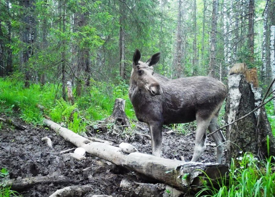 Анализ дальности срабатывания датчиков фотоловушек Suntek