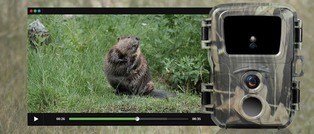 Разрешение видео в фотоловушках Suntek: HD или Full HD?